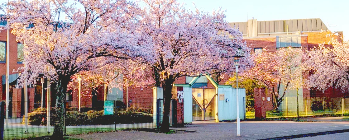 校庭の桜と校舎