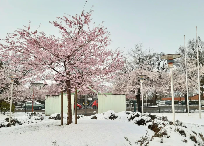 雪が降った日のハンブルグ日本人学校