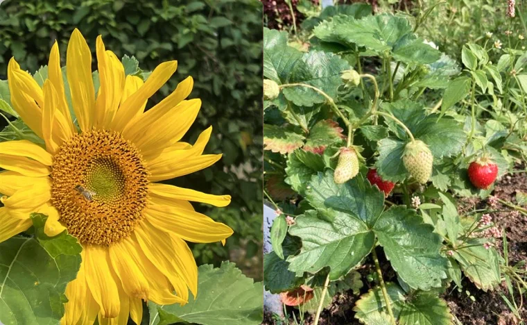 運動会で走る子供たち