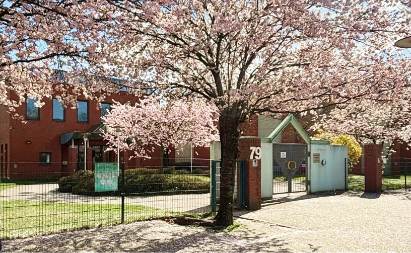 校門の桜