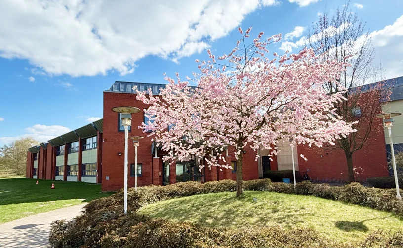 校庭の桜と校舎