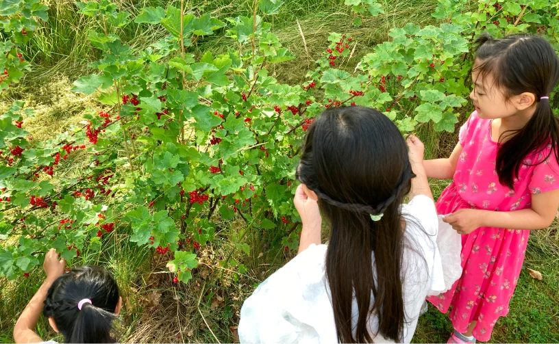 果樹園を楽しむ子供たち