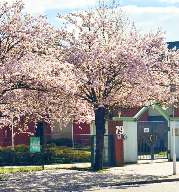 日本人学校の桜