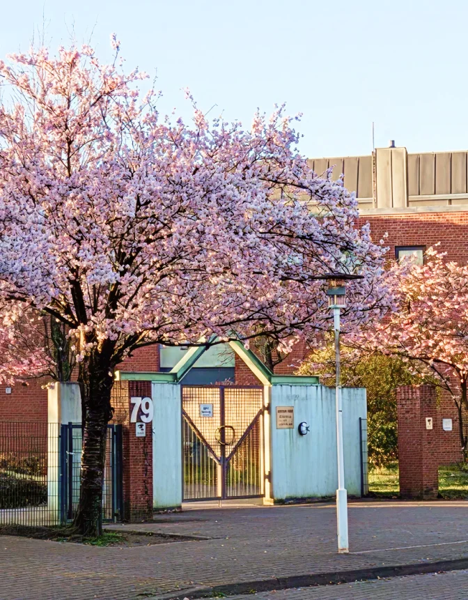 ハンブルグ日本人学校の校舎と桜